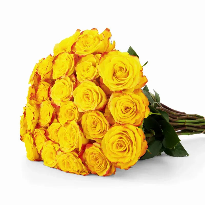 'High & Yellow' Two Tone Yellow Rose