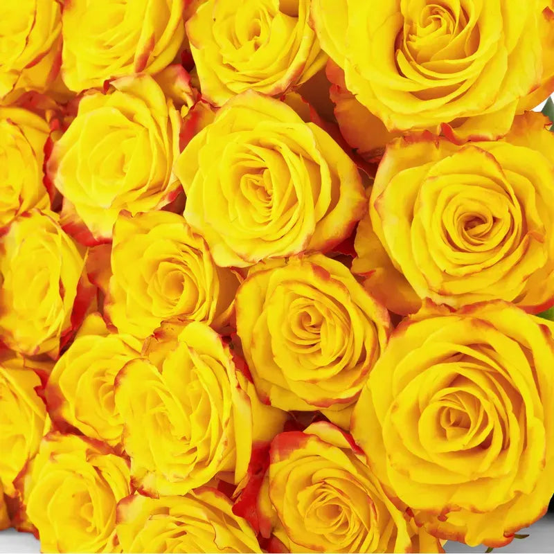 'High & Yellow' Two Tone Yellow Rose