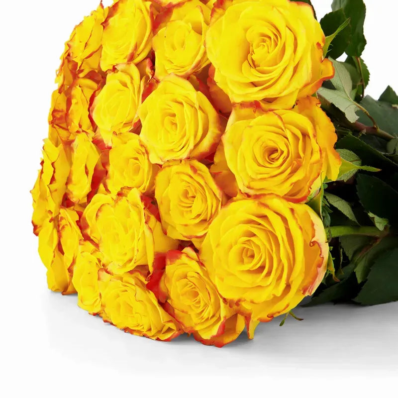'High & Yellow' Two Tone Yellow Rose
