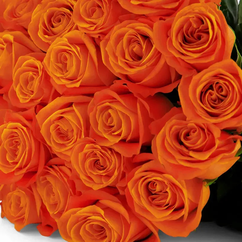 'Sunset Glory' Orange Roses