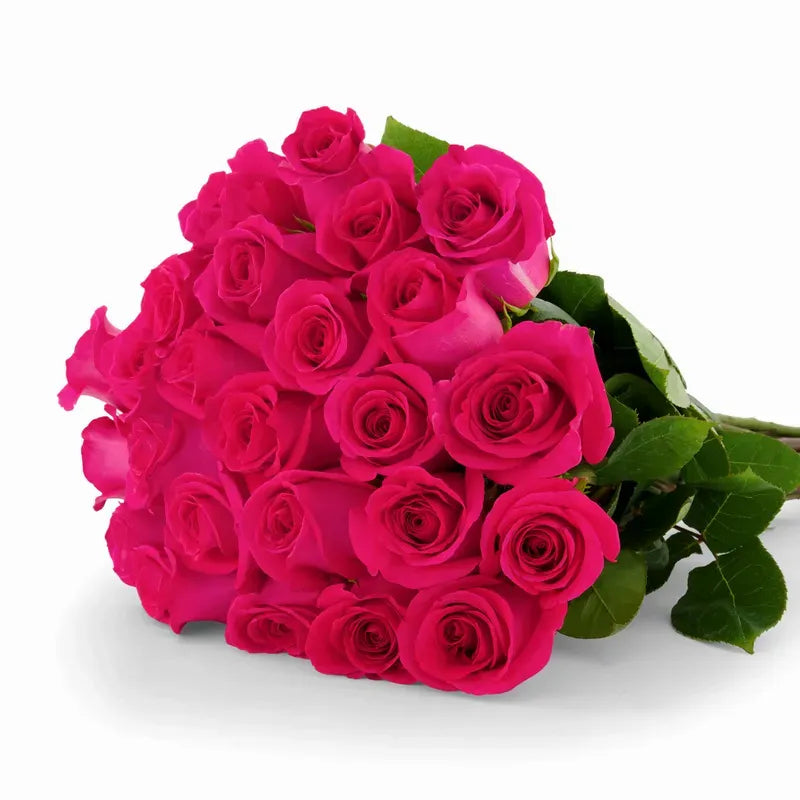 'Pink Floyd' Fuschia Roses