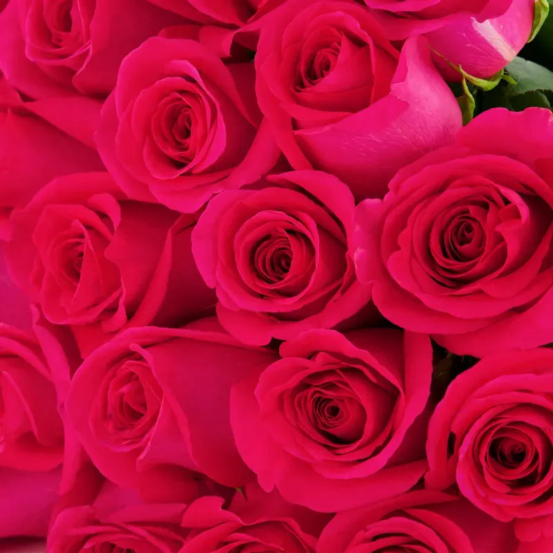 'Pink Floyd' Fuschia Roses