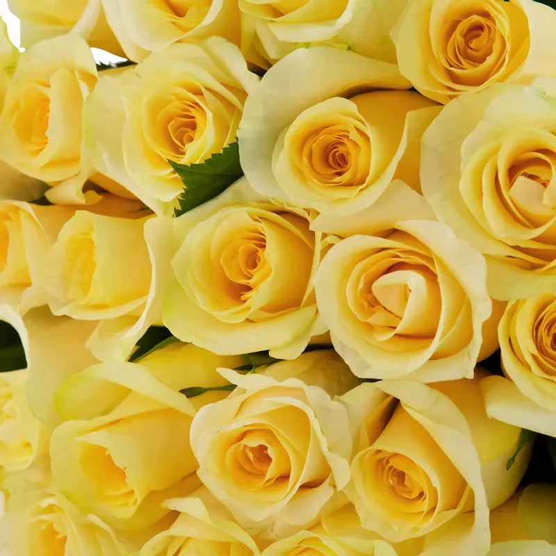 'Creme De La Creme' Cream Roses