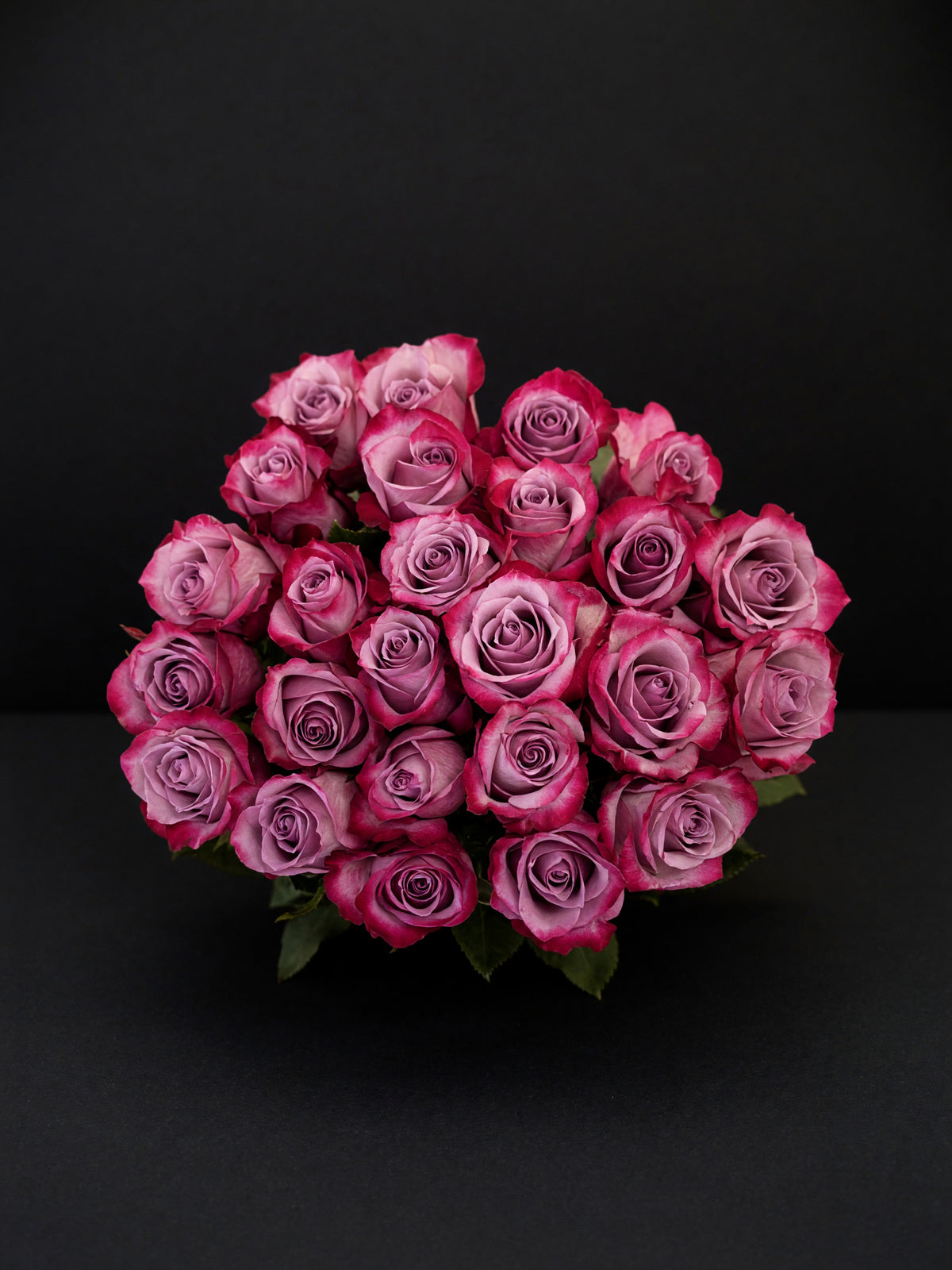 'Deep Purple' Two Tone Purple Roses