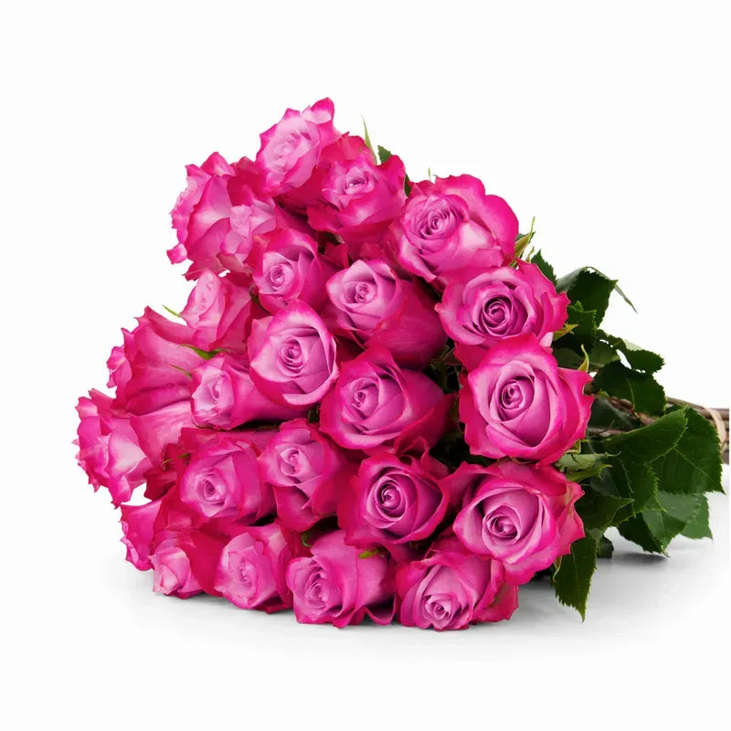 'Deep Purple' Two Tone Purple Roses