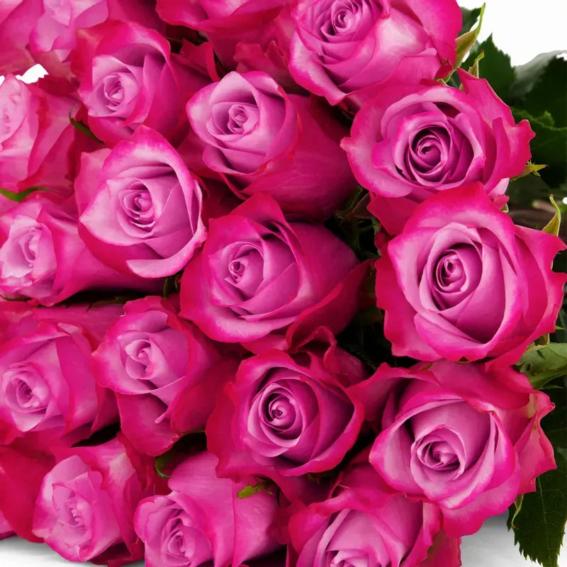 'Deep Purple' Two Tone Purple Roses