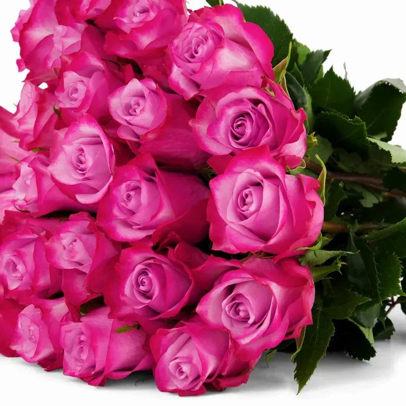 'Deep Purple' Two Tone Purple Roses