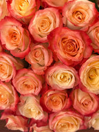 'Cabaret' Peach Two Tone Roses