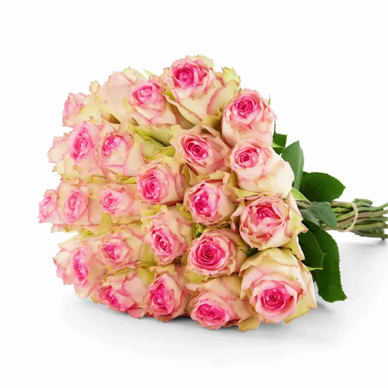 'Esperanza' Two Tone Pink Roses