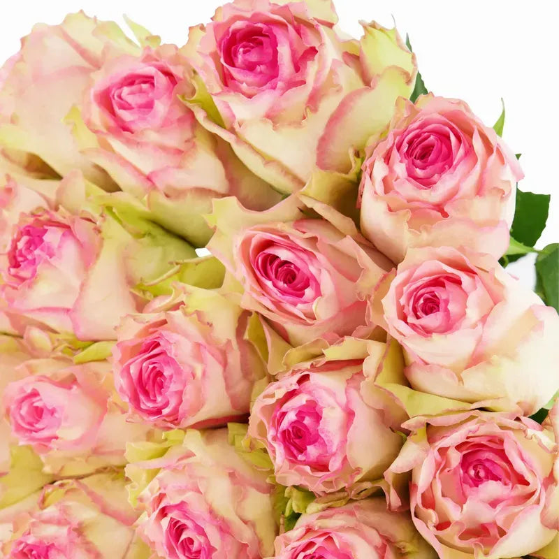 'Esperanza' Two Tone Pink Roses