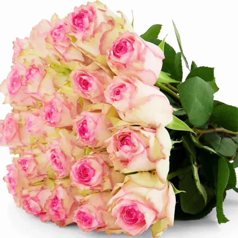 'Esperanza' Two Tone Pink Roses