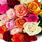 'Rainbow' Mixed Color Roses