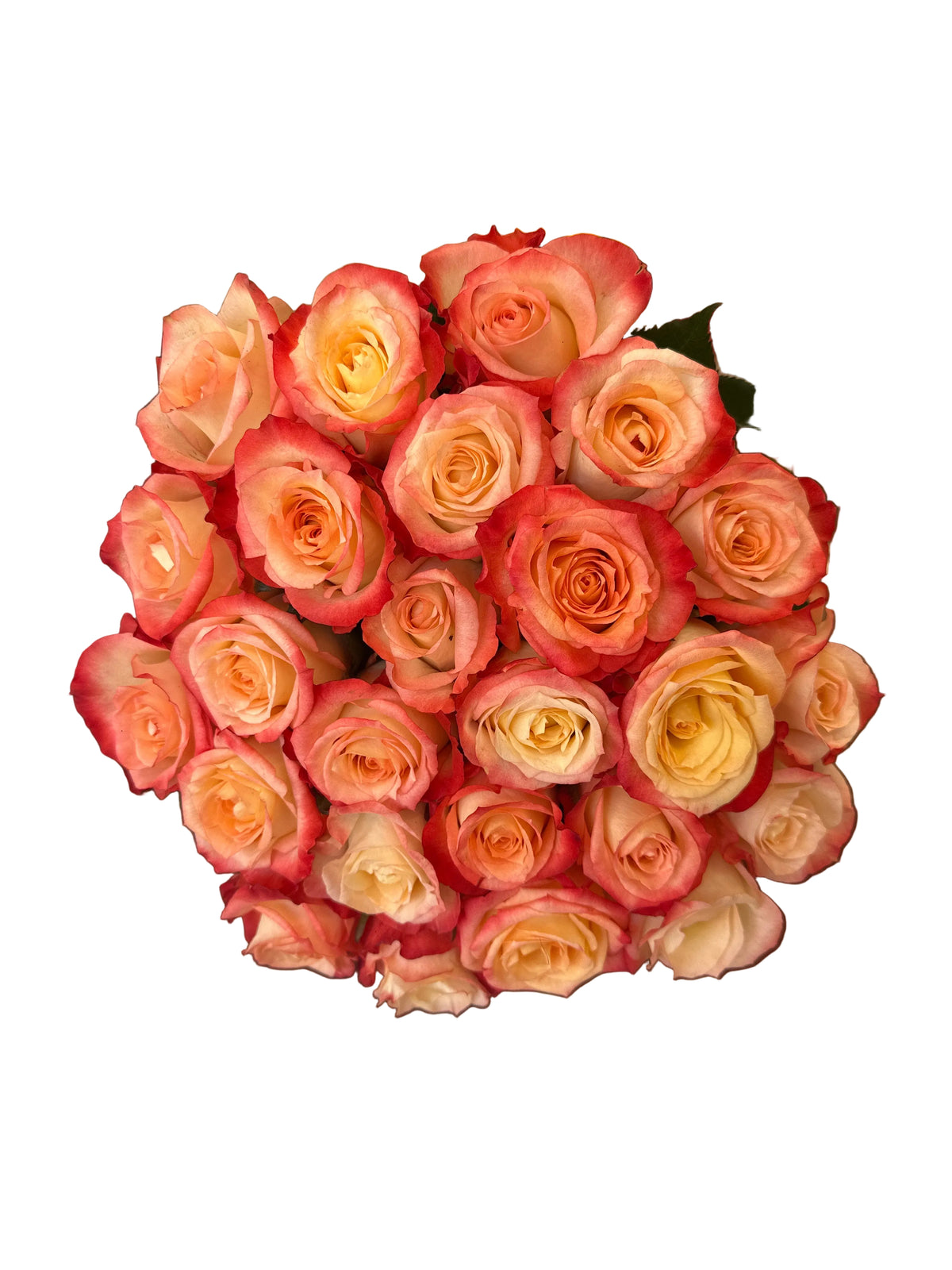 'Cabaret' Peach Two Tone Roses