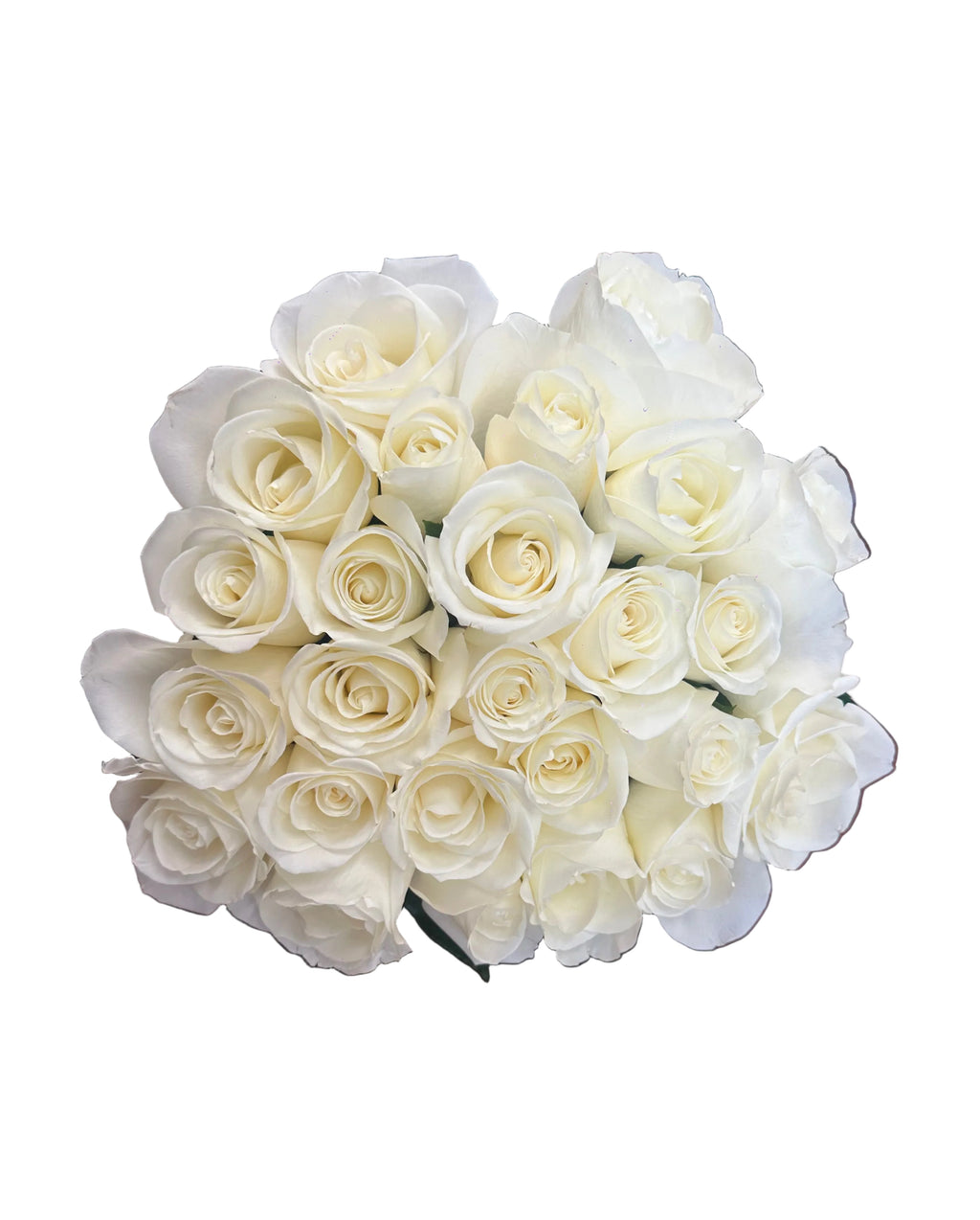 'Tibet' White Roses