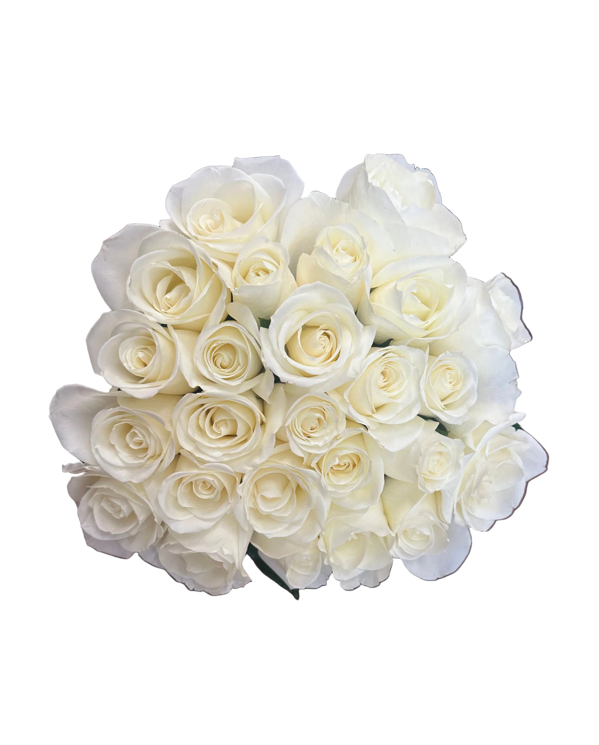 'Tibet' White Roses