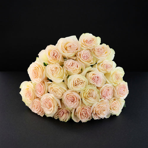 'Country Secret' Bi-Colour Roses