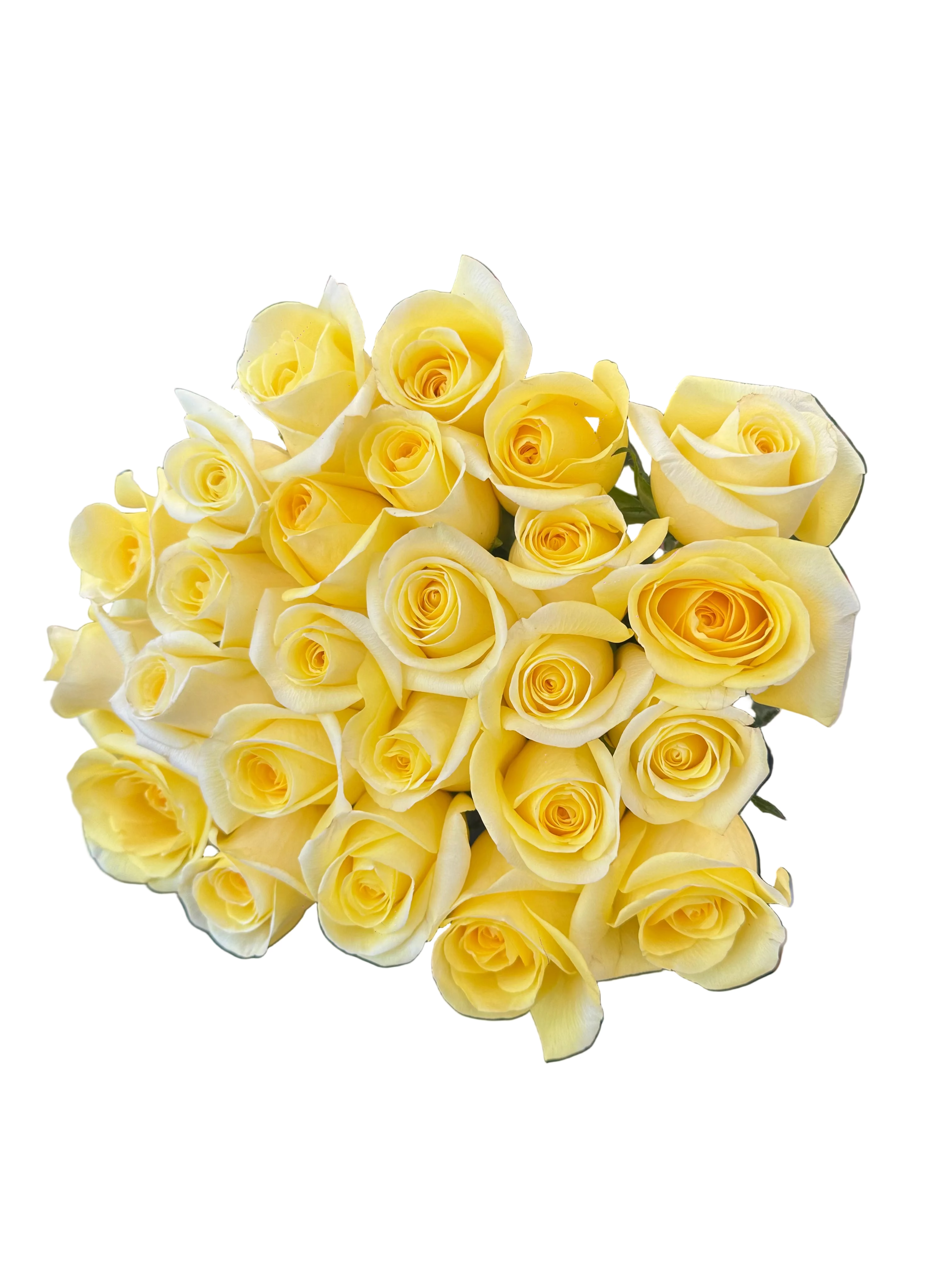 'Creme De La Creme' Cream Roses