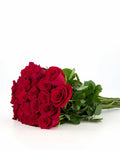 'Explorer' Red Roses