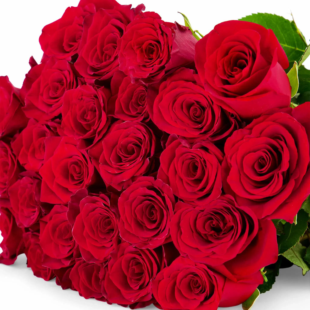 'Explorer' Red Roses