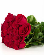 'Explorer' Red Roses