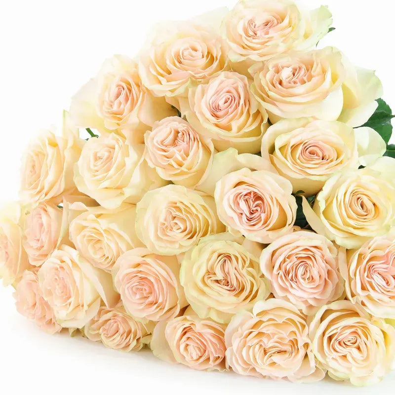 'Country Secret' Bi-Colour Roses
