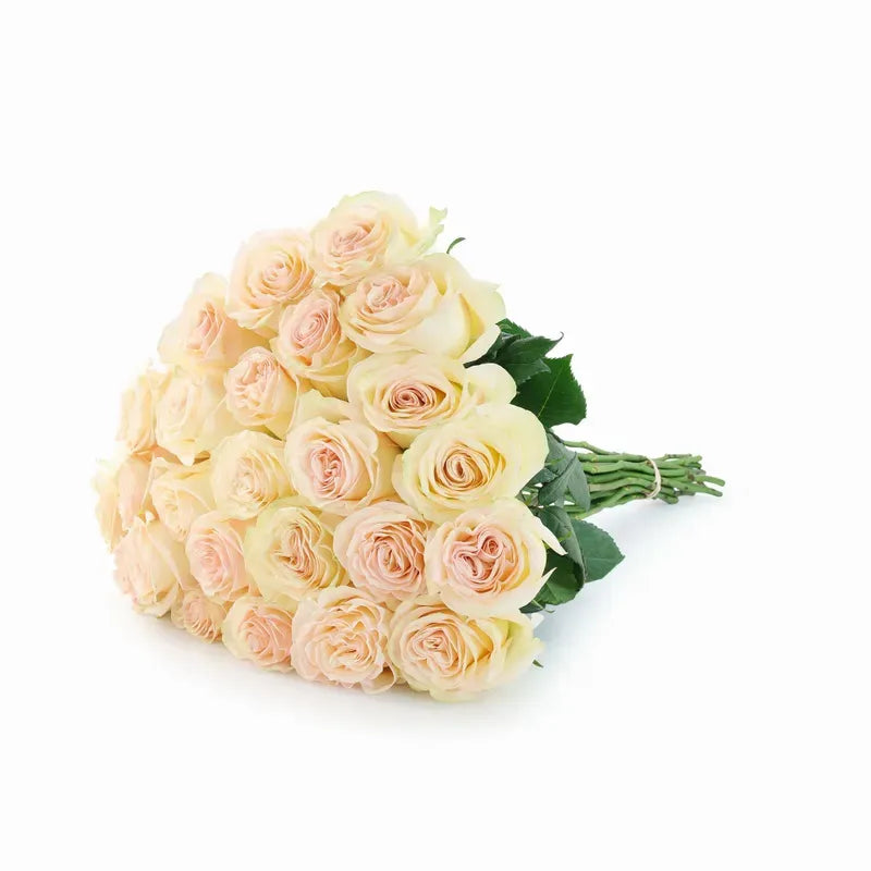 'Country Secret' Bi-Colour Roses