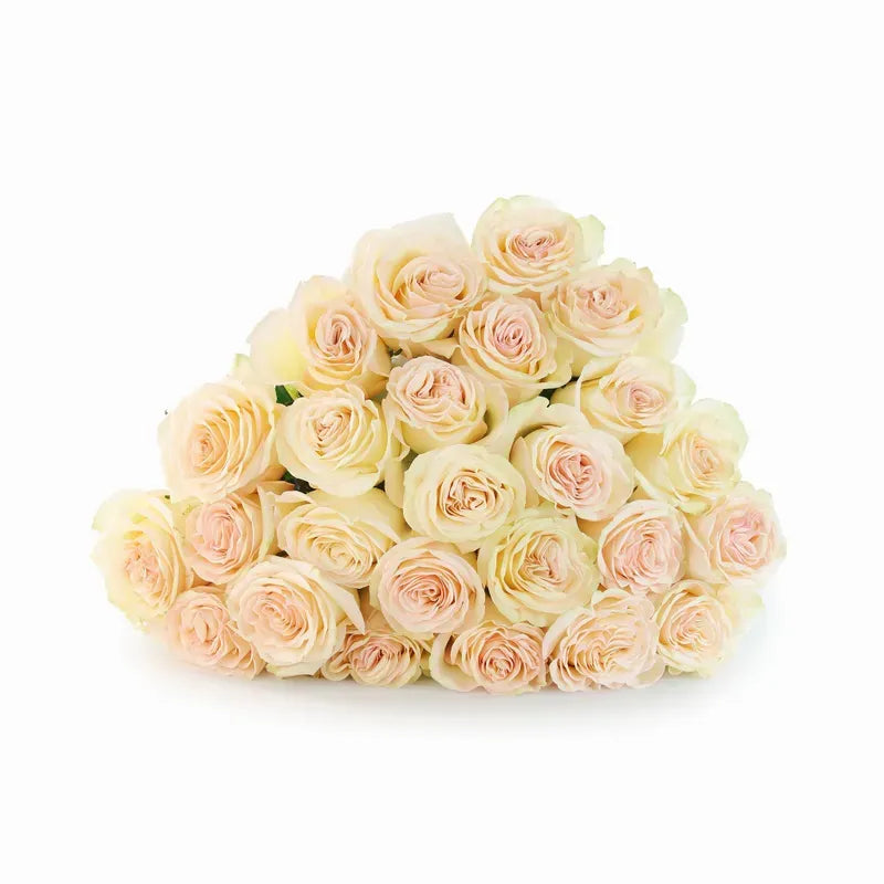 'Country Secret' Bi-Colour Roses