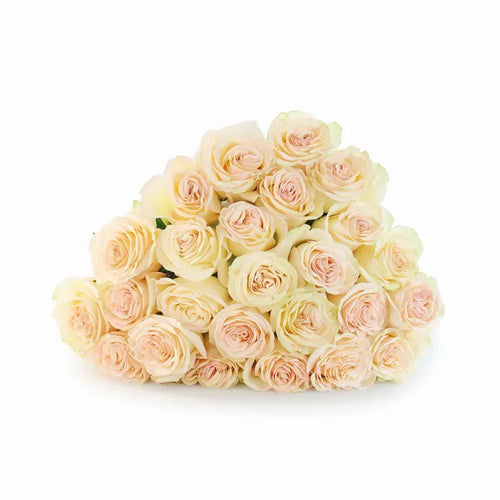 'Country Secret' Bi-Colour Roses