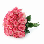 'Paloma' Bi-Color Roses