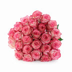 'Paloma' Bi-Color Roses