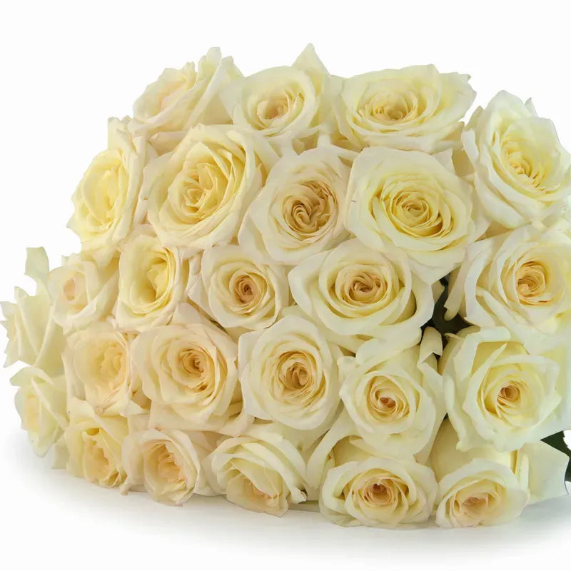 'Candlelight' Cream Two-Tone Roses