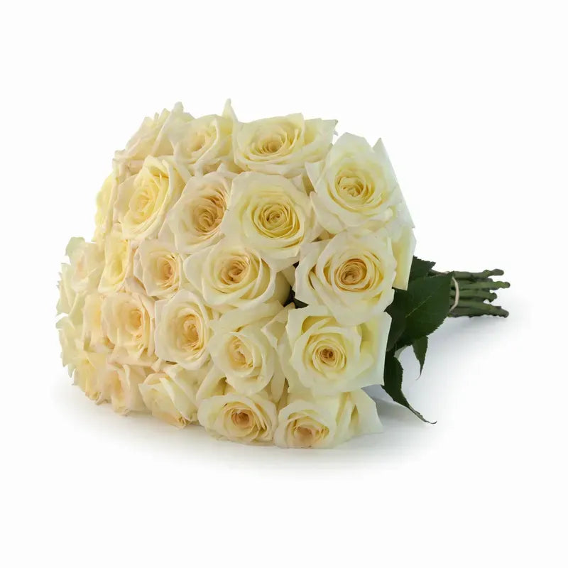 'Candlelight' Cream Two-Tone Roses