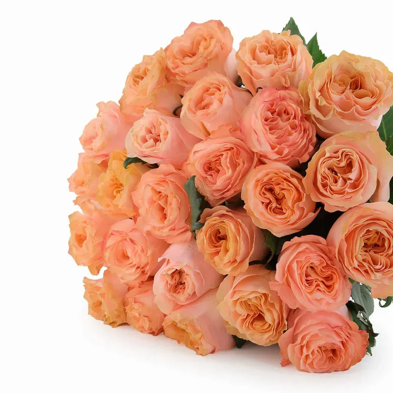 'Princess-Crown' Peach Garden Roses