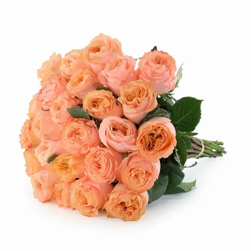 'Princess-Crown' Peach Garden Roses