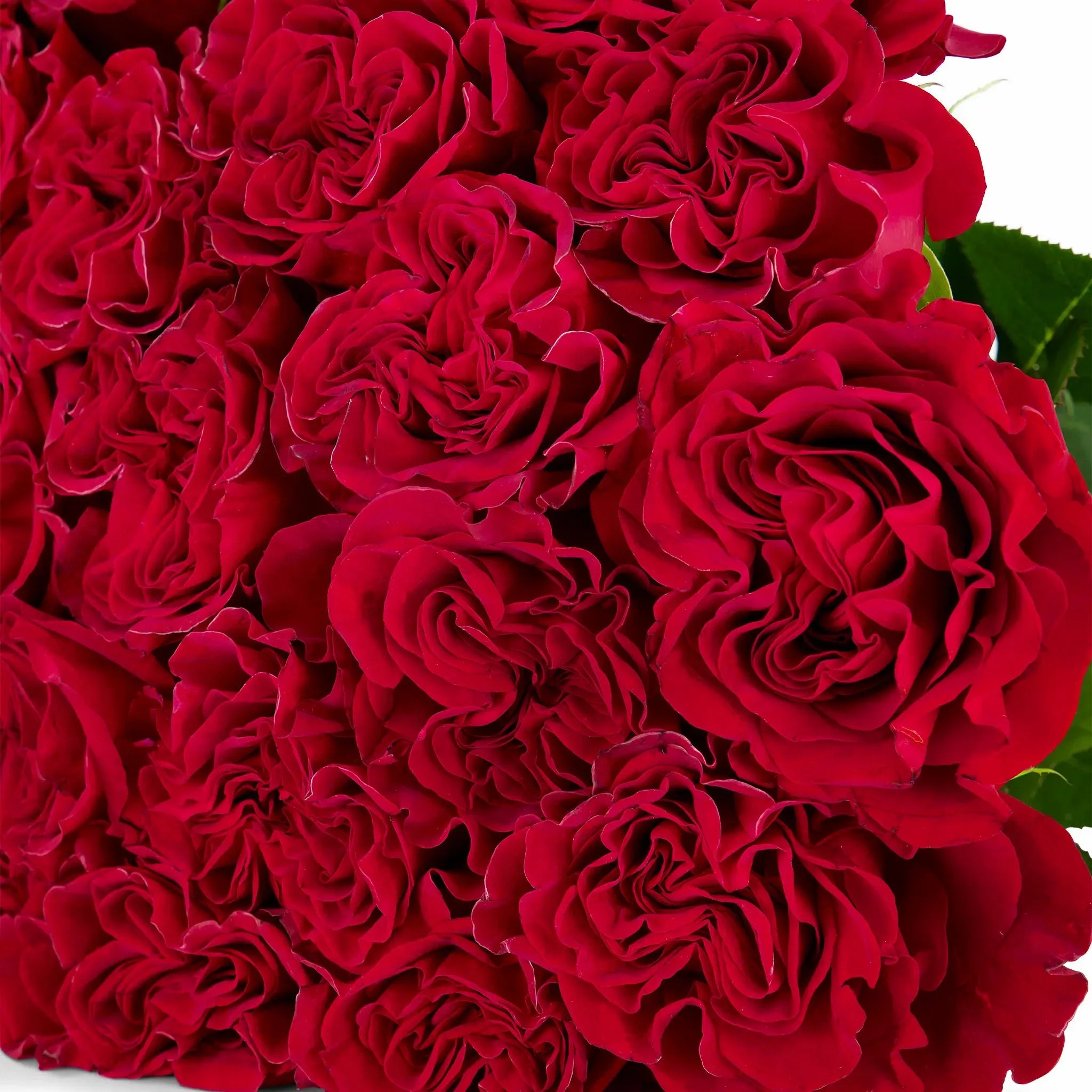 'Hearts' Red Roses