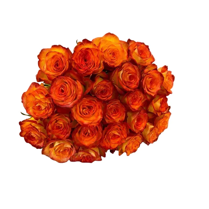'High & Orange' Two Tone Orange Roses