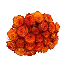 'High & Orange' Two Tone Orange Roses