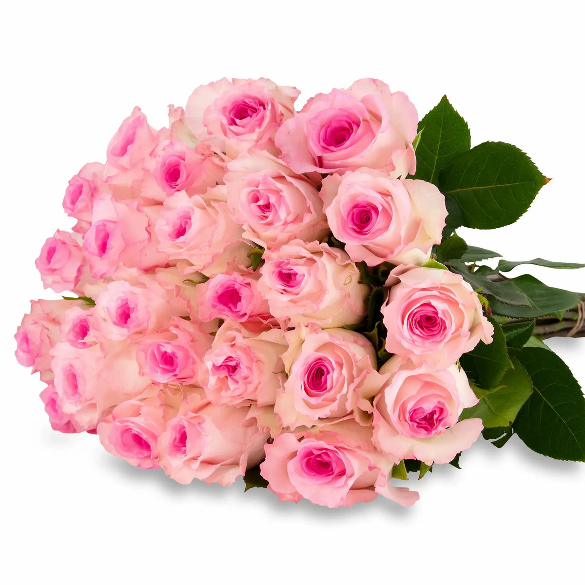 'Mandala' Soft Pink Roses