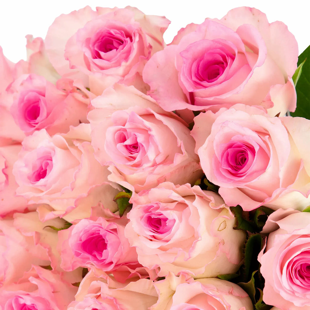 'Mandala' Soft Pink Roses
