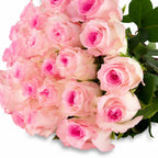 'Mandala' Soft Pink Roses