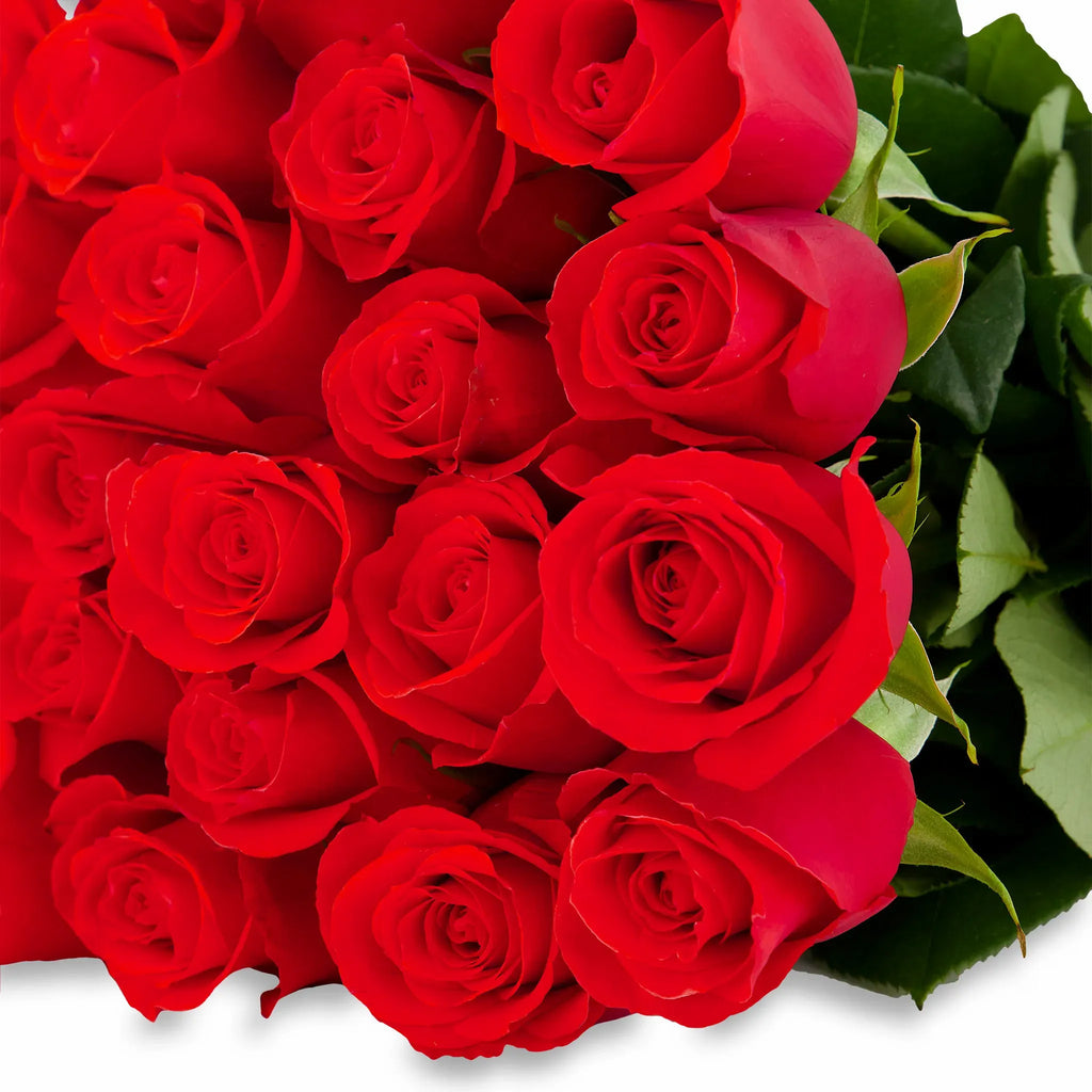 'Nina' Bright Red Roses