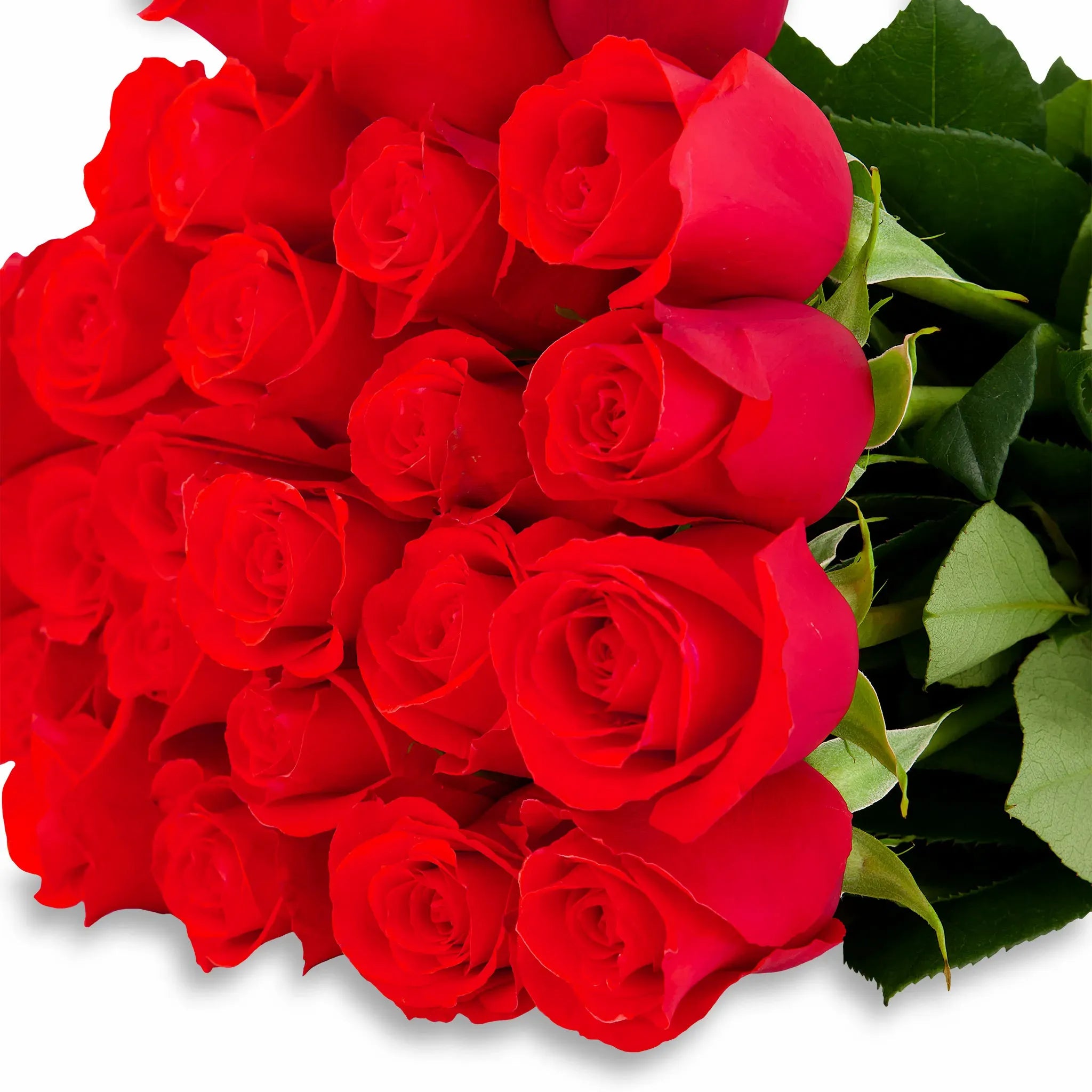 'Nina' Bright Red Roses