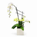Single Waterfall Orchid w. Mini Orchids