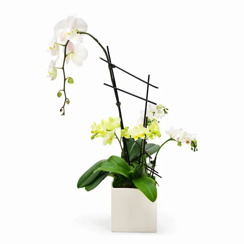 Single Waterfall Orchid w. Mini Orchids