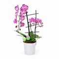 Easter Waterfall Orchid w. Mini Orchids