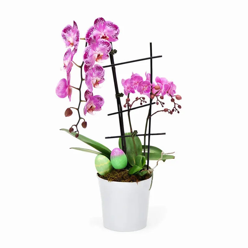 Easter Waterfall Orchid w. Mini Orchids