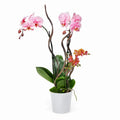 Double-Stem Infused Pink Orchid Plant