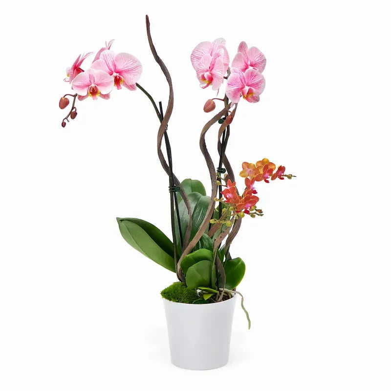 Double-Stem Infused Pink Orchid Plant