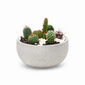 Assorted Cactus Planter