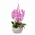 Premium Pink XL Orchid Planter